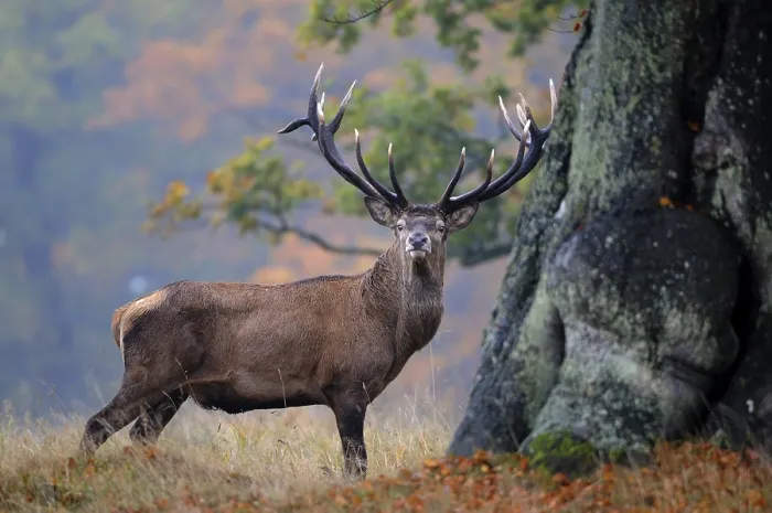 Framed Print : Red deer (Cervus elaphus), stately stag in the rain in autumn