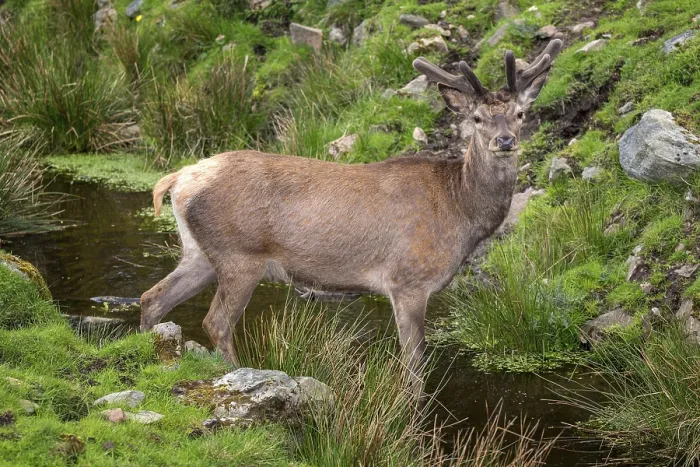 Framed Print : Red deer (Cervus elaphus) with velvet antler standing in small river Framed Print : Red deer (Cervus elaphus) with velvet antler standing in small river