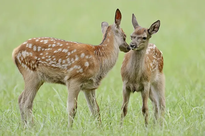 Framed Print : Red deer (Cervus elaphus), young animals Framed Print : Red deer (Cervus elaphus), young animals