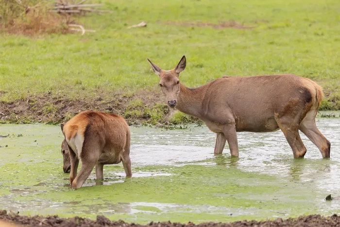 Framed Print : A red deer hind (Cervus elaphus) and her calf stand in a puddle in a meadow and drink