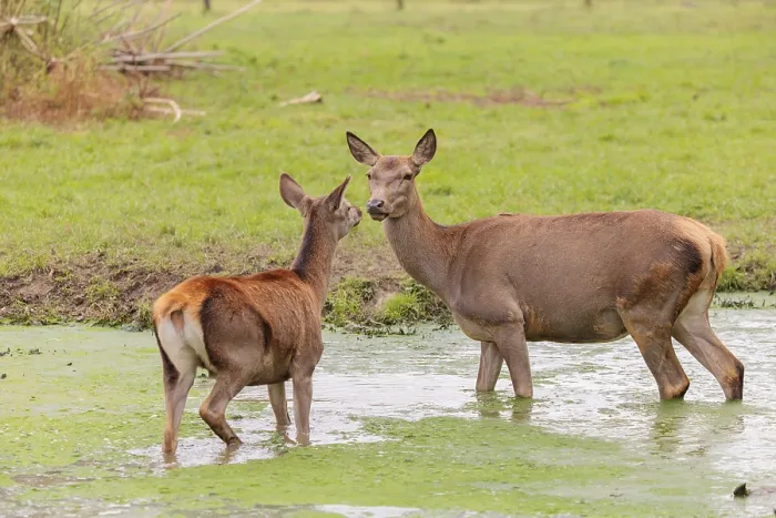 Framed Print : A red deer hind (Cervus elaphus) and her calf stand in a puddle in a meadow and show some social behaviour Framed Print : A red deer hind (Cervus elaphus) and her calf stand in a puddle in a meadow and show some social behaviour