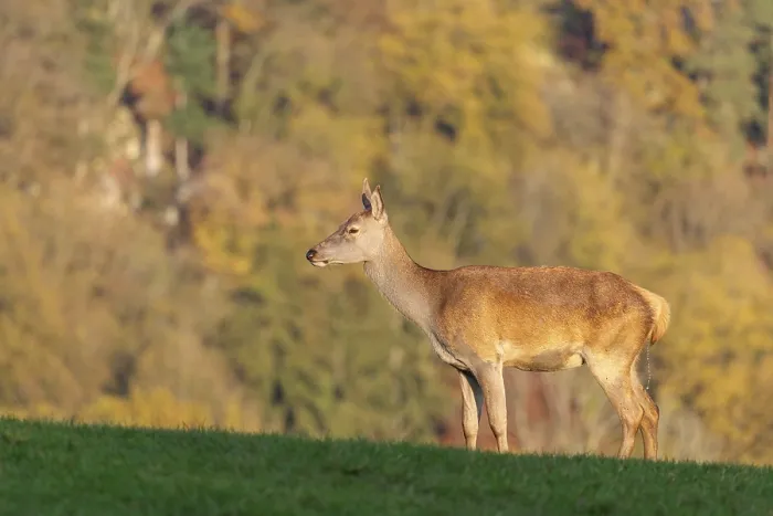 Framed Print : A red deer hind (Cervus elaphus) urinates on a meadow in the beautiful morning light