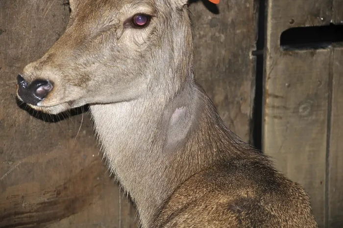 Framed Print : Red deer hind with lump on shaved part of neck as a reaction to tuberculosis test
