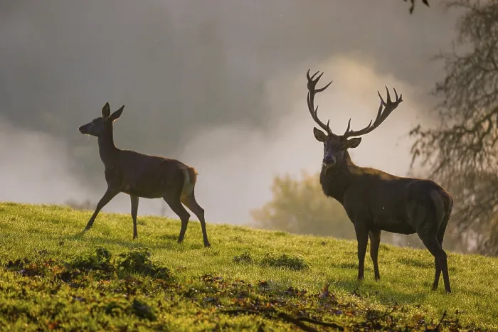 Framed Print : A red deer hind and a stag (Cervus elaphus) stand backlit on a meadow