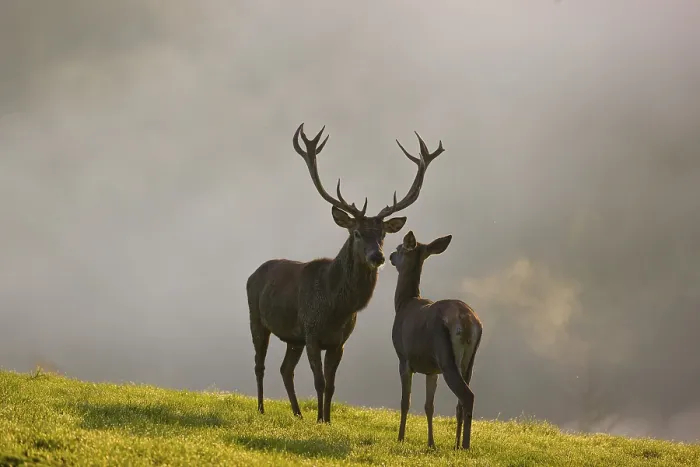 Framed Print : A red deer hind and a stag (Cervus elaphus) stand backlit on a meadow