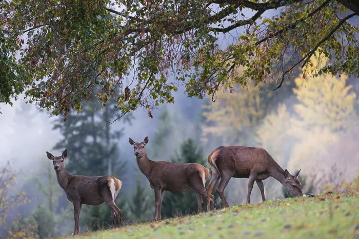 Framed Print : Two red deer hinds (Cervus elaphus) stand in a meadow