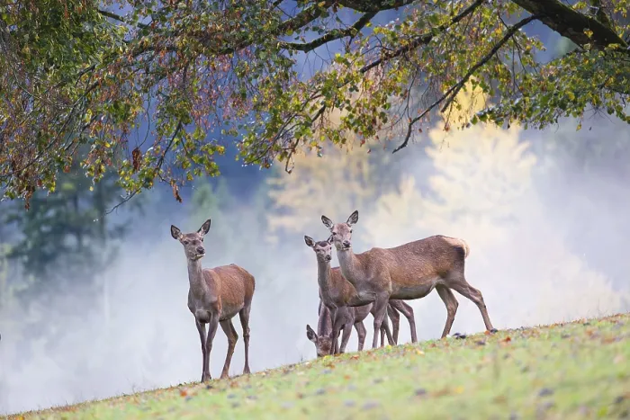 Framed Print : Five red deer hinds (Cervus elaphus) stand in a meadow Framed Print : Five red deer hinds (Cervus elaphus) stand in a meadow