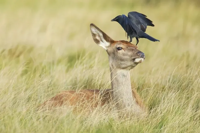 Framed Print : Red deer and jackdaw, Cervus elaphus Framed Print : Red deer and jackdaw, Cervus elaphus