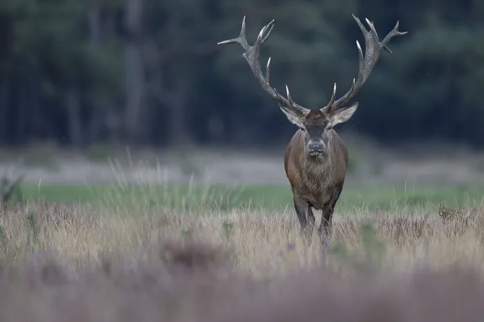 Framed Print : Red deer in rut, Hooge Veluve, Holland