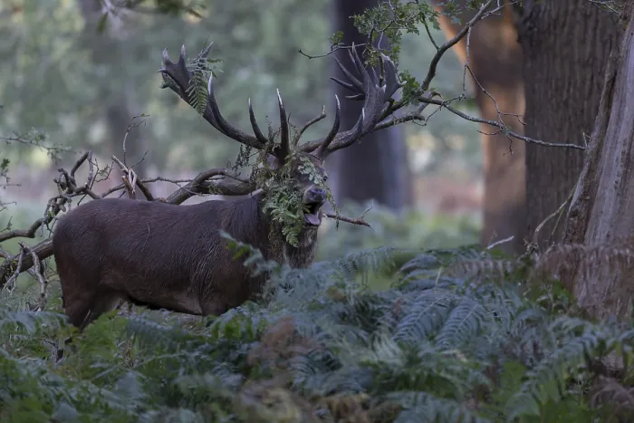 Framed Print : Red deer at the rutting 2025, London