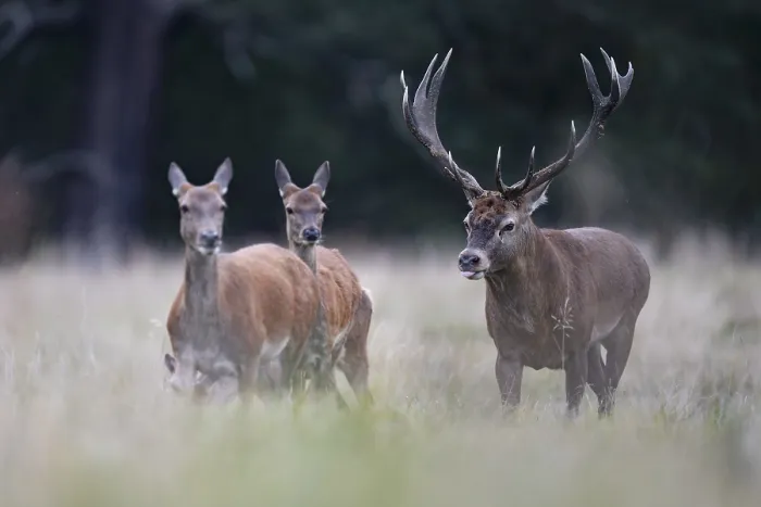 Framed Print : Red deer at the rutting 2025, London Framed Print : Red deer at the rutting 2025, London