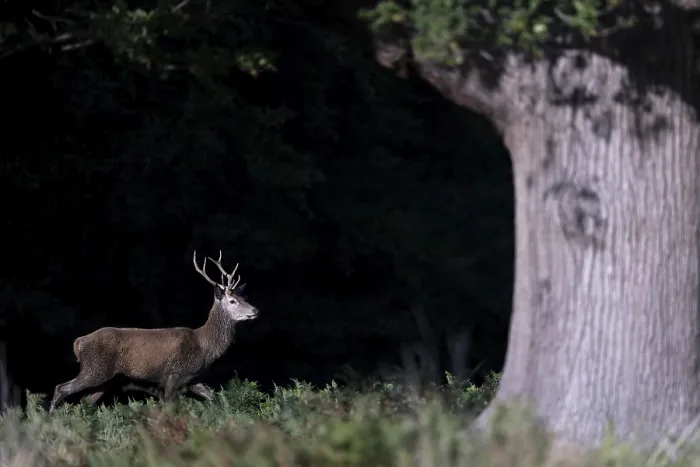 Framed Print : Red deer at the rutting 2025, London
