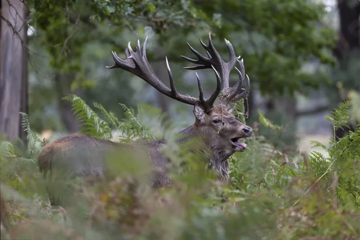 Framed Print : Red deer at the rutting 2025, London