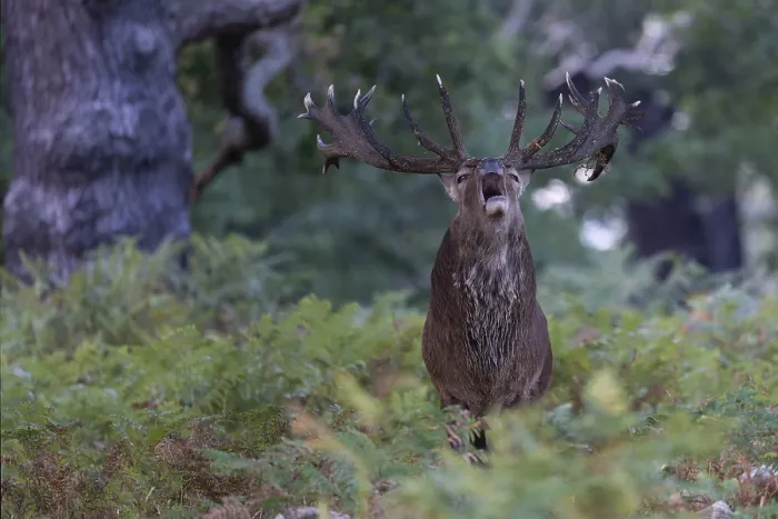 Framed Print : Red deer at the rutting 2025, London Framed Print : Red deer at the rutting 2025, London