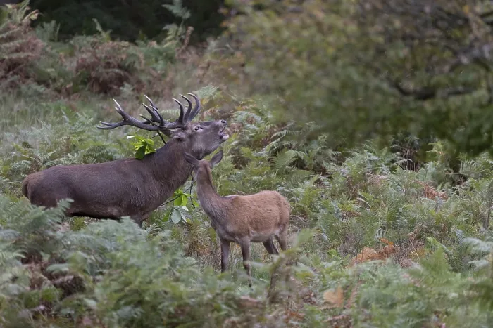 Framed Print : Red deer at the rutting 2025, London