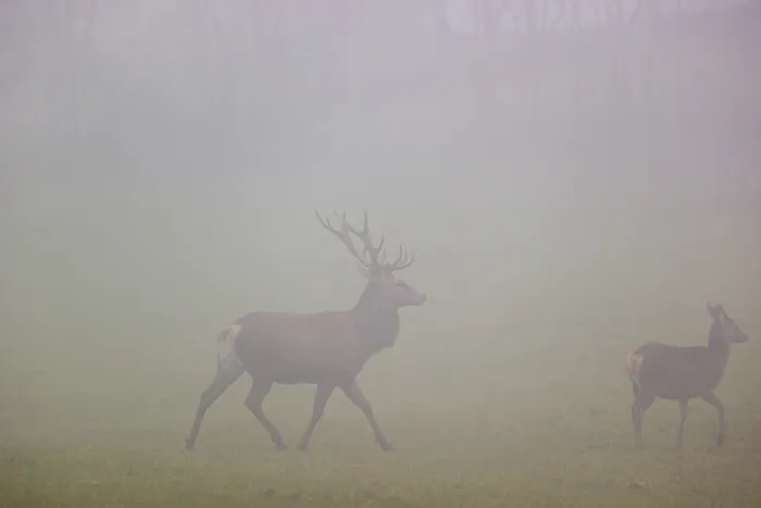 Framed Print : A red deer stag (Cervus elaphus) and a hind run across a meadow at dawn in dense fog