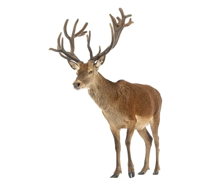Framed Print : Red deer stag, Cervus elaphus, with large antlers walking on a white background Framed Print : Red deer stag, Cervus elaphus, with large antlers walking on a white background