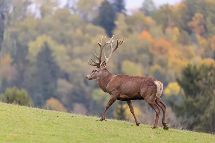 Framed Print : A Red Deer stag (Cervus elaphus) runs across a green meadow in hilly terrain Framed Print : A Red Deer stag (Cervus elaphus) runs across a green meadow in hilly terrain