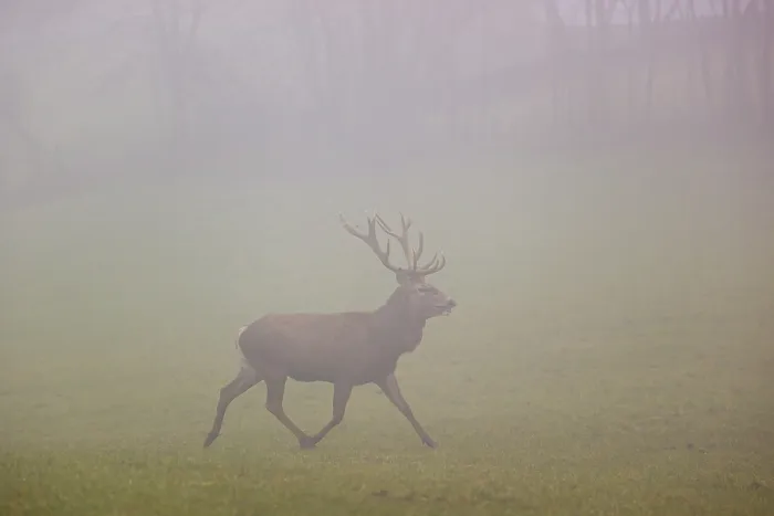 Framed Print : A red deer stag (Cervus elaphus) runs across a meadow at dawn in dense fog Framed Print : A red deer stag (Cervus elaphus) runs across a meadow at dawn in dense fog