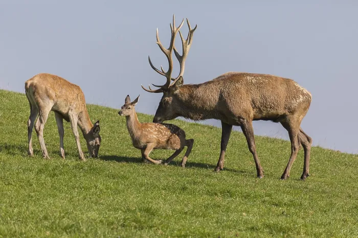 Framed Print : One Red Deer stag (Cervus elaphus) at the rutting season Framed Print : One Red Deer stag (Cervus elaphus) at the rutting season