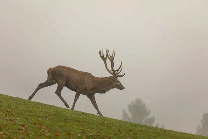 Framed Print : One Red Deer stag (Cervus elaphus) at the rutting season