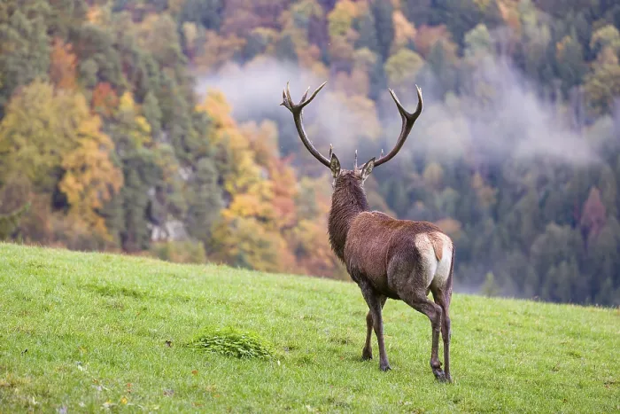 Framed Print : A red deer stag (Cervus elaphus) is standing in a meadow in hilly terrain