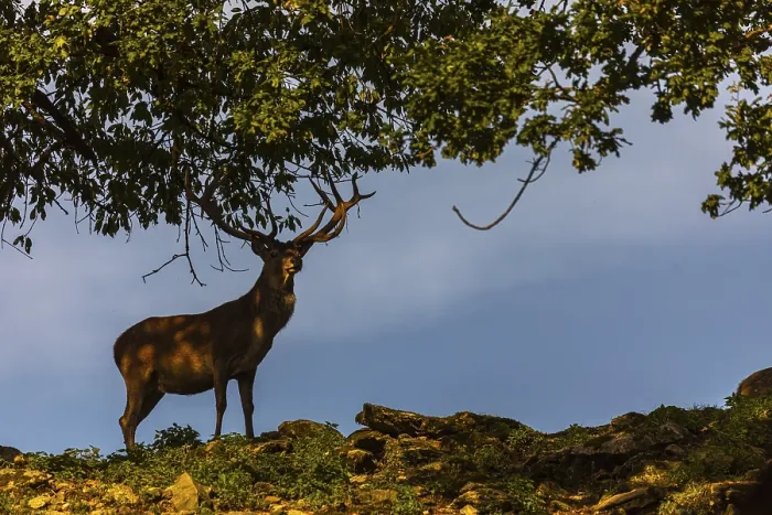 Framed Print : One Red Deer stag (Cervus elaphus) standing on a meadow under a tree in evening light Framed Print : One Red Deer stag (Cervus elaphus) standing on a meadow under a tree in evening light