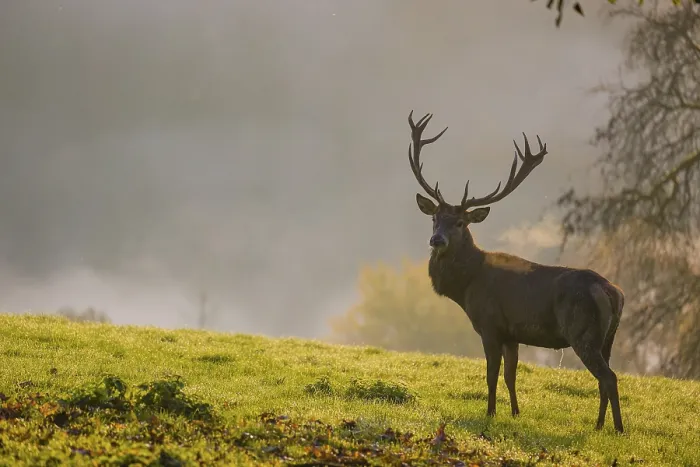 Framed Print : A red deer stag (Cervus elaphus) stands backlit on a meadow