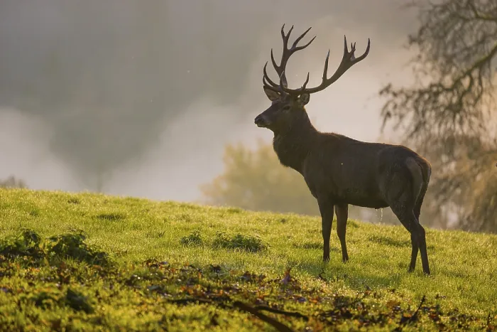 Framed Print : A red deer stag (Cervus elaphus) stands backlit on a meadow