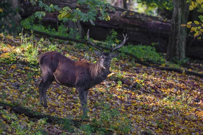 Framed Print : A Red Deer stag (Cervus elaphus) stands in a forest
