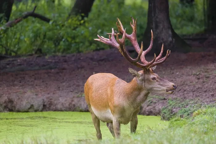 Framed Print : A red deer stag (Cervus elaphus) stands in a pond covered with duckweed