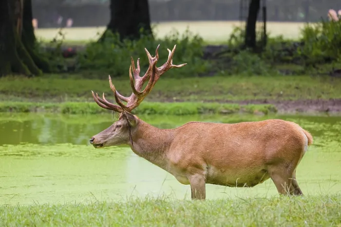 Framed Print : A red deer stag (Cervus elaphus) stands in a pond covered with duckweed