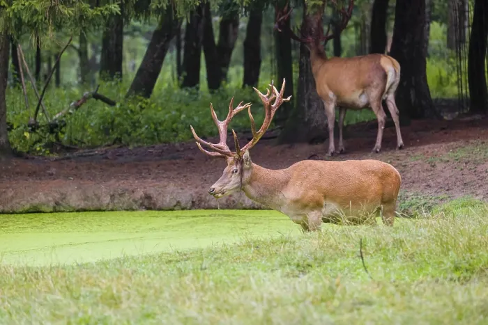 Framed Print : A red deer stag (Cervus elaphus) stands in a pond covered with duckweed