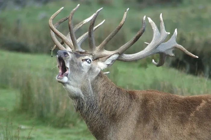 Framed Print : Red deer stag, Cervus elephus, roaring during the rut