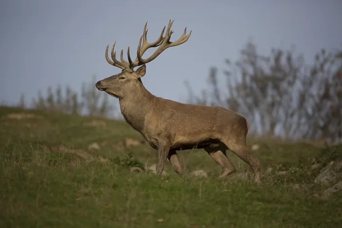 Framed Print : Red Deer stag at the rutting season