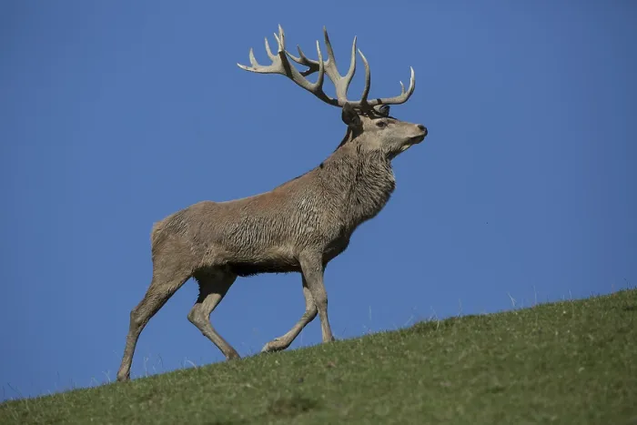 Framed Print : Red Deer stag at the rutting season Framed Print : Red Deer stag at the rutting season