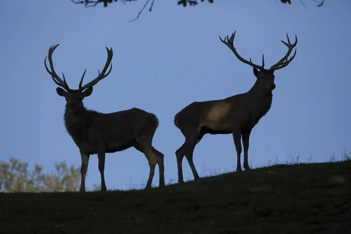 Framed Print : Red Deer stag at the rutting season
