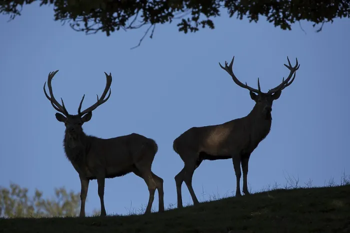 Framed Print : Red Deer stag at the rutting season Framed Print : Red Deer stag at the rutting season