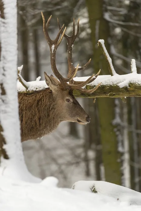 Framed Print : One Red Deer stag standing in a snow covered dense forest in winter Framed Print : One Red Deer stag standing in a snow covered dense forest in winter