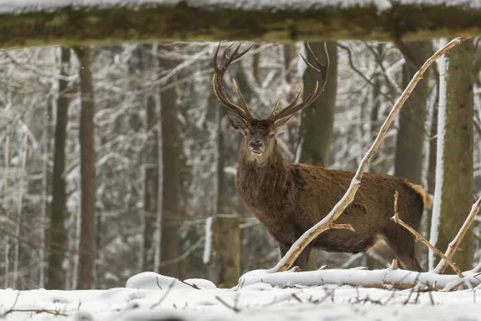 Framed Print : One Red Deer stag standing in a snow covered dense forest in winter