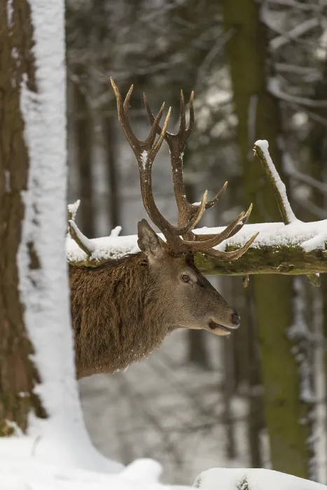Framed Print : One Red Deer stag standing in a snow covered dense forest in winter