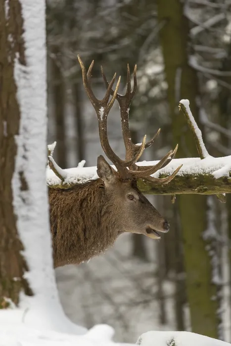 Framed Print : One Red Deer stag standing in a snow covered dense forest in winter Framed Print : One Red Deer stag standing in a snow covered dense forest in winter