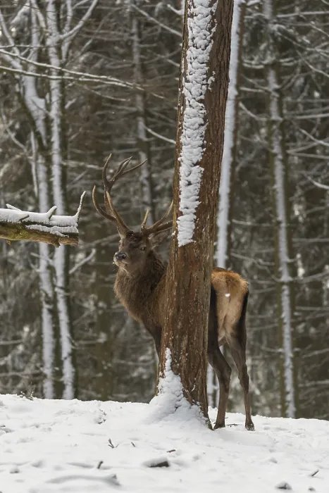 Framed Print : One Red Deer stag standing in a snow covered dense forest in winter
