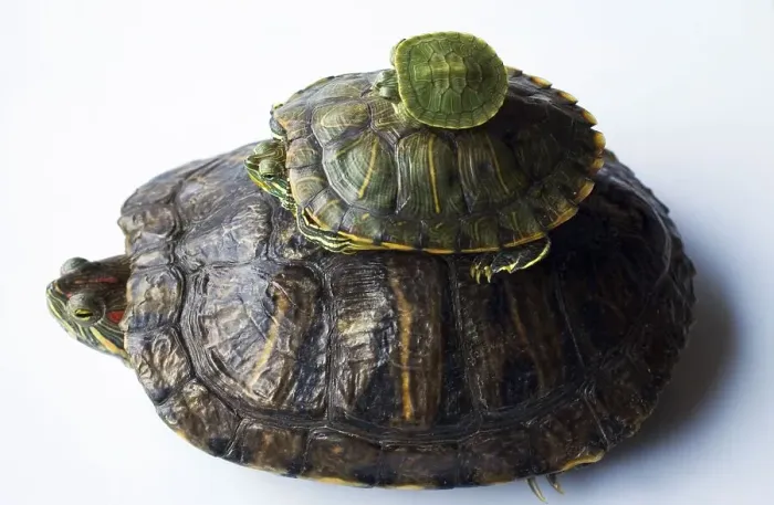 Framed Print : Red eared slider (Trachemys scripta elegans)