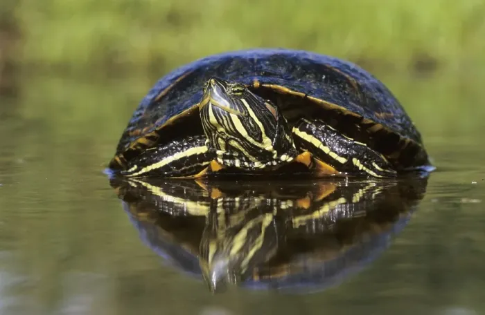 Framed Print : Red-eared Slider (Trachemys scripta elegans) Framed Print : Red-eared Slider (Trachemys scripta elegans)