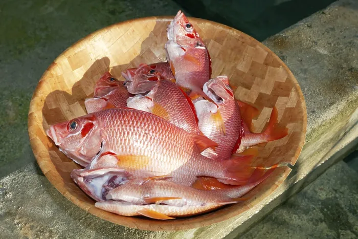 Framed Print : Red edible fish in a bowl, Sabre squirrelfish (Sargocentron spiniferum)