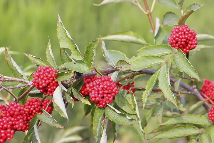Framed Print : Red Elderberry (Sambucus racemosa)