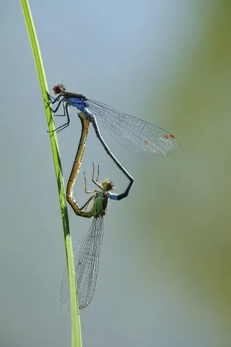 Framed Print : Red-eyed Damselfly (Erythromma najas)