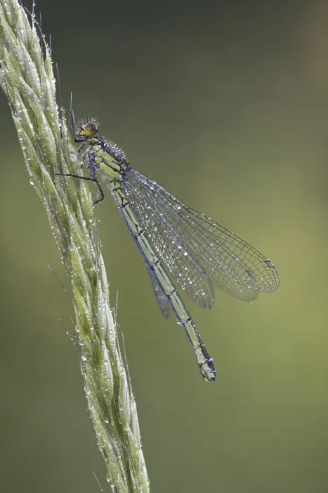 Framed Print : Red-eyed damselfly (Erythromma najas) Framed Print : Red-eyed damselfly (Erythromma najas)