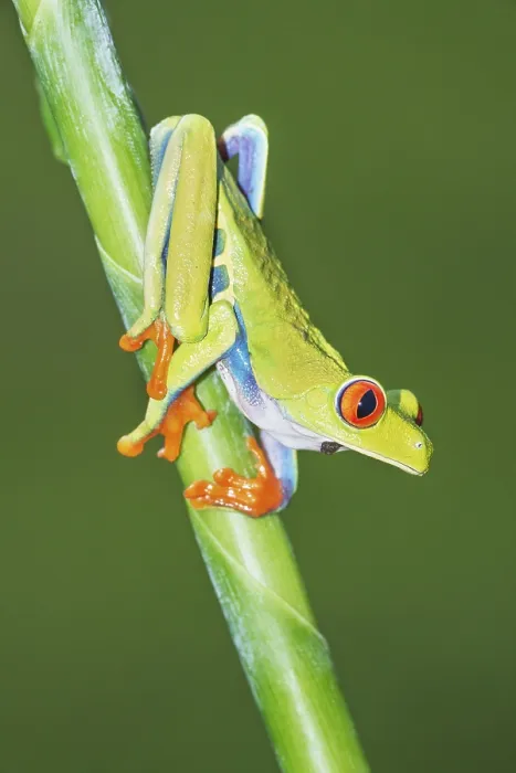 Framed Print : Red eyed tree frog (Agalychins callydrias) on green stem